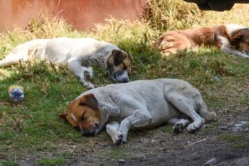 Congreso de Oaxaca aprueba reforma constitucional en materia de protección animal