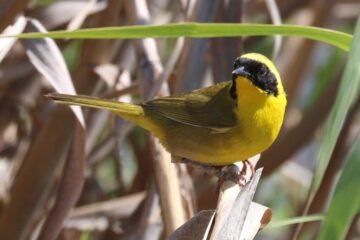 Refuerzan la lucha por la conservación de la mascarita peninsular