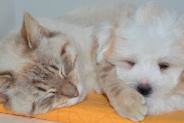 Alertan en Norteamérica a dueños de mascotas por comida contaminada con gripe aviar