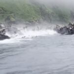 Video | Leones marinos aterrados se arrojan al mar huyendo del terremoto en Rusia