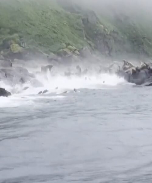 Video | Leones marinos aterrados se arrojan al mar huyendo del terremoto en Rusia