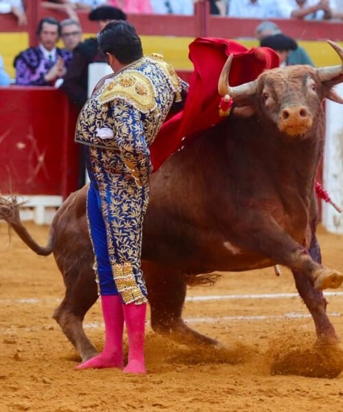 Un Morante de ensueño y cabreado con la doble vara de medir de Alicante: Talavante, a hombros con una gran corrida de Santi Domecq