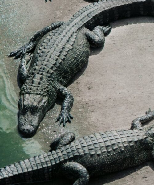 Detienen a hombre por presuntamente tirar a niño a recinto de cocodrilos en zoológico de Inglaterra