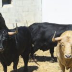 Los toros de Fuente Ymbro que abrirán los encierros y las corridas de Pamplona ya están en los Corrales del Gas