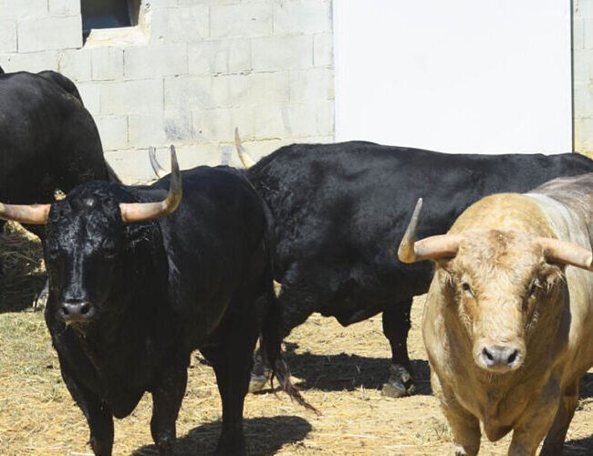 Los toros de Fuente Ymbro que abrirán los encierros y las corridas de Pamplona ya están en los Corrales del Gas