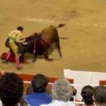 Morante de la Puebla, cogido en la nocturna de Palma de Mallorca