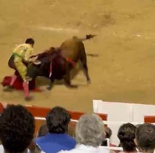 Morante de la Puebla, cogido en la nocturna de Palma de Mallorca