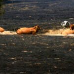 ‘Los últimos de la lista’: la batalla por salvar a cientos de animales cercados por el fuego en España