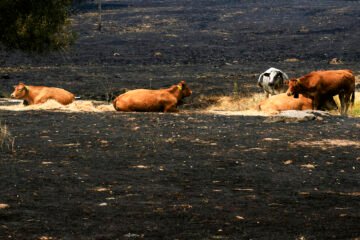 ‘Los últimos de la lista’: la batalla por salvar a cientos de animales cercados por el fuego en España