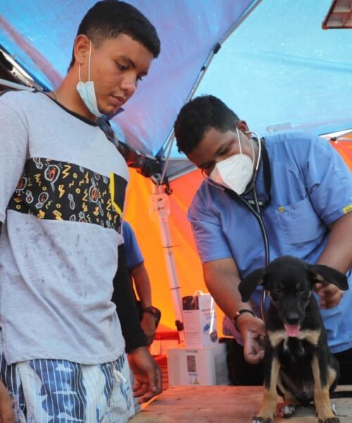 Refugios de animales, desbordados tras los devastadores terremotos en Venezuela