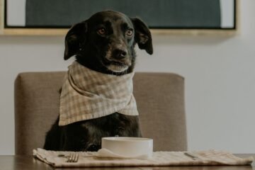 Retiran comida para perros por riesgo de salmonela
