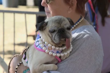 Este es Jinny Lu, el perro más feo del mundo