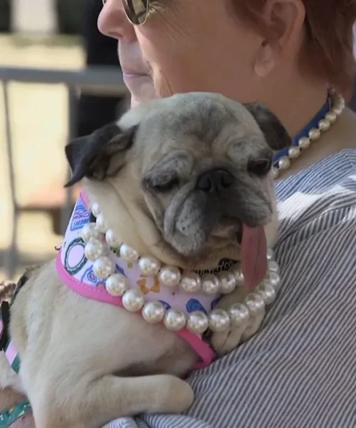 Este es Jinny Lu, el perro más feo del mundo